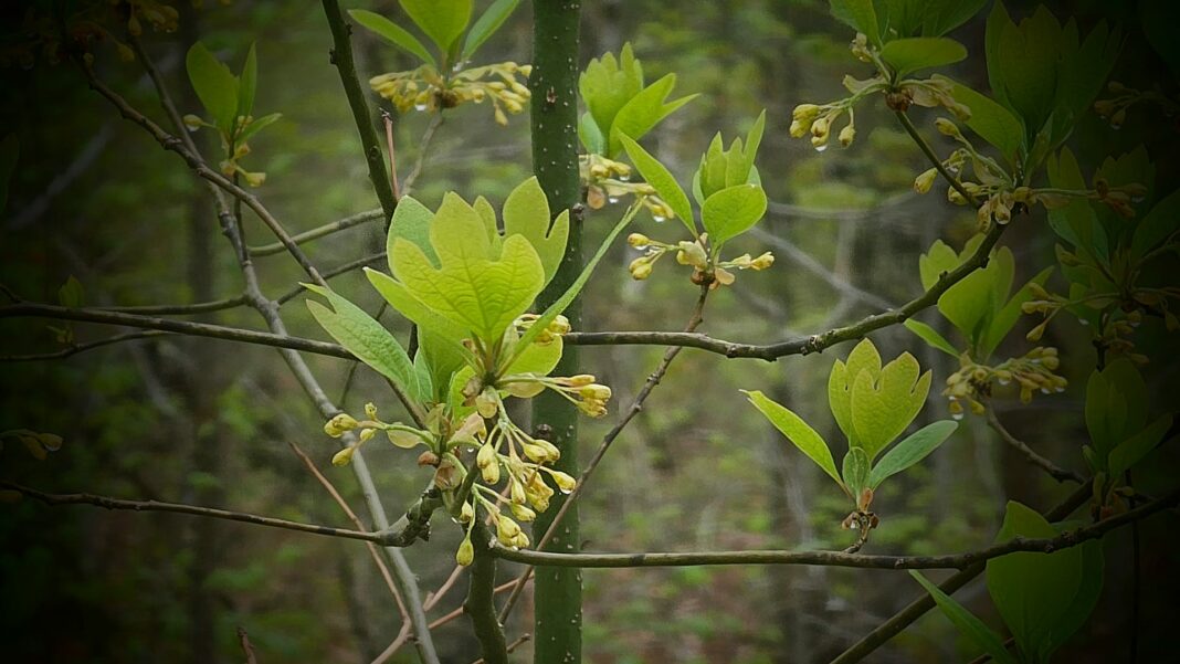 Sassafras: Rich History, Traditions, And Uses