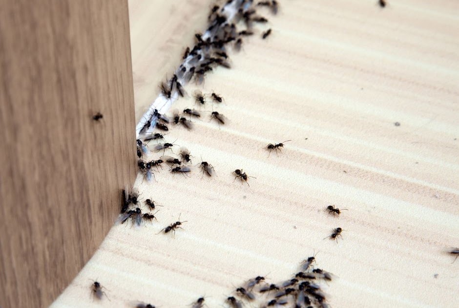 Backyard Patch Herbal Blog: Natural Control of Ants