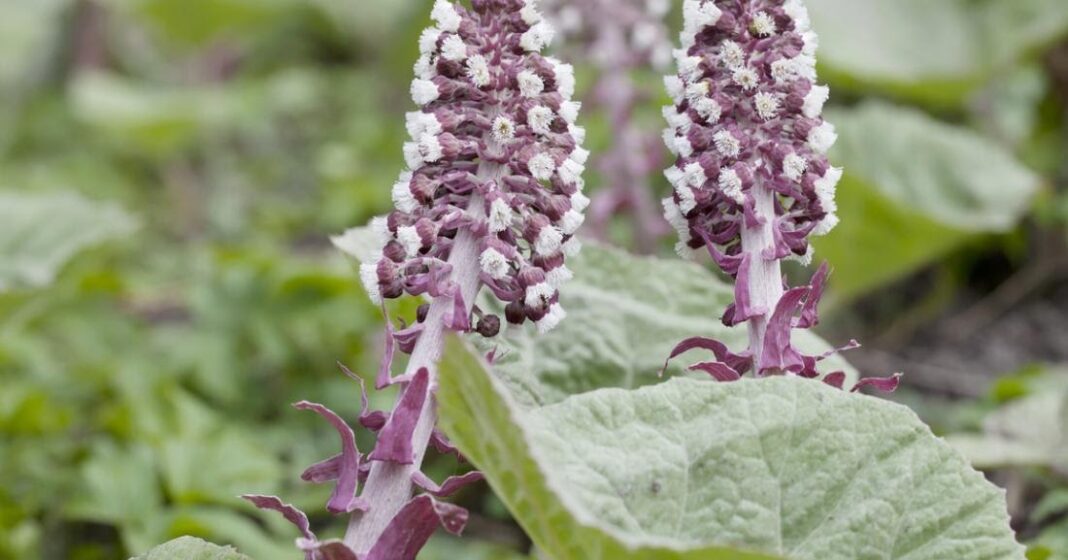 Butterbur Big as Your Head to Treat Cough and Migraines