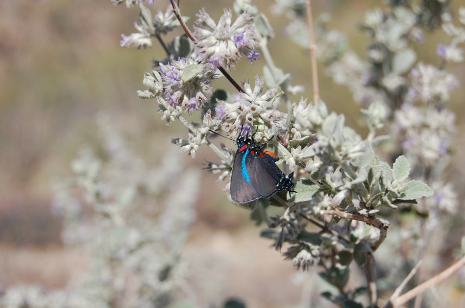 Desert Lavender
– Desert Tortoise Botanicals