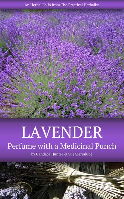 Lavender Medicinal Properties and Lavender myth and magic
