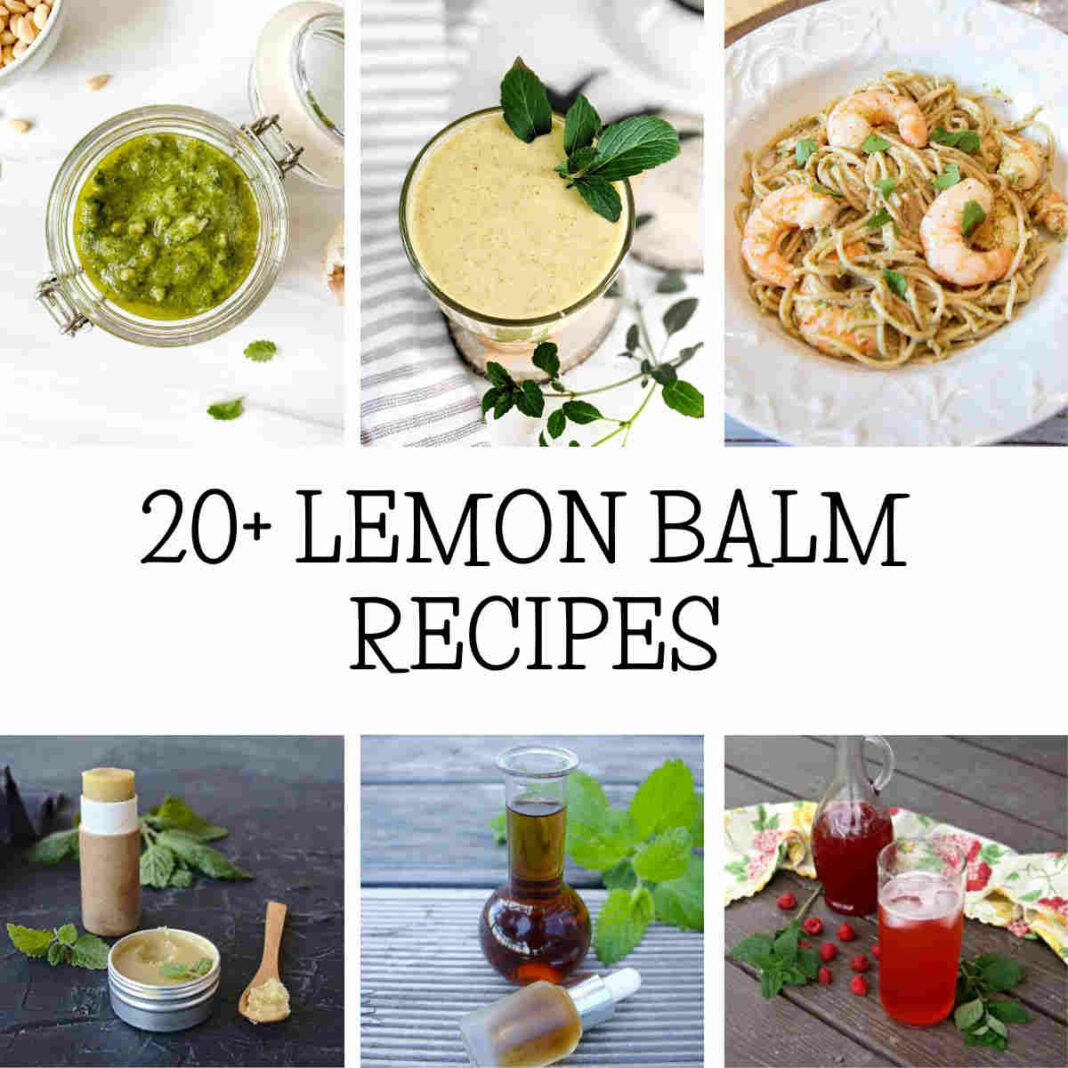 20+Lemon balm recipes