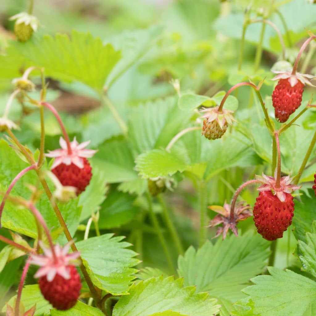 foraging wild strawberries