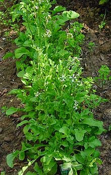 Backyard Patch Herbal Blog: Six Great Plants for Spring