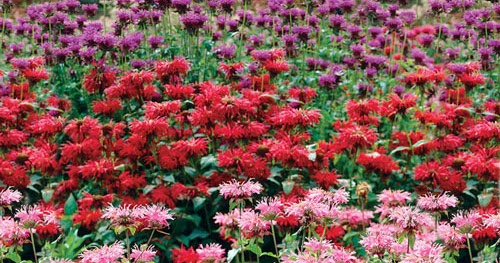 Bee Balm for the Common Cold.