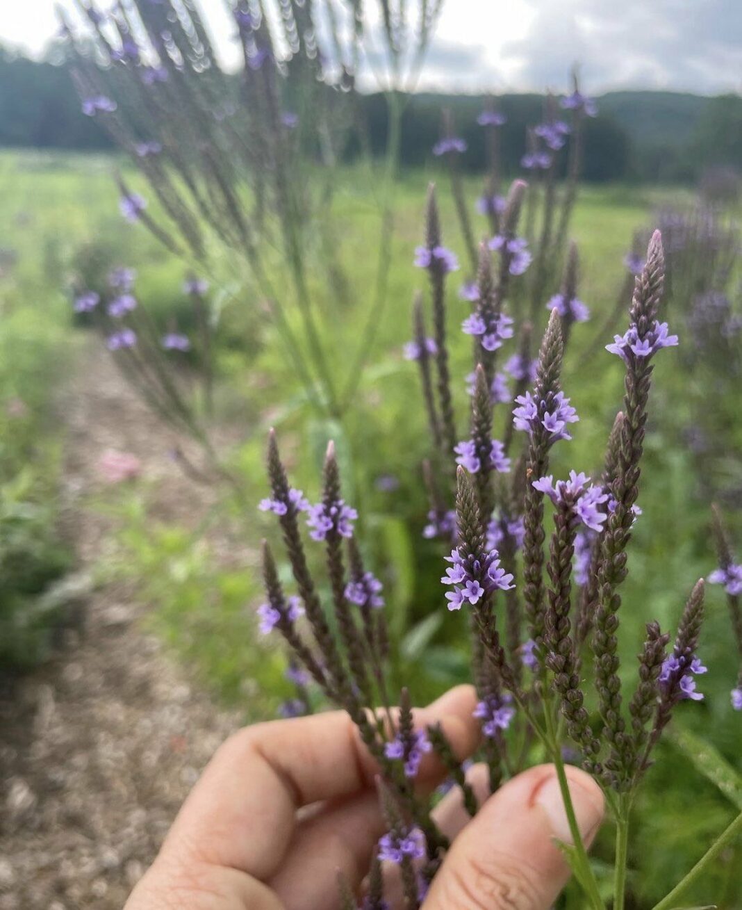 Rest & Digest Bitters and the Medicine of Blue Vervain — Milk & Honey Herbs