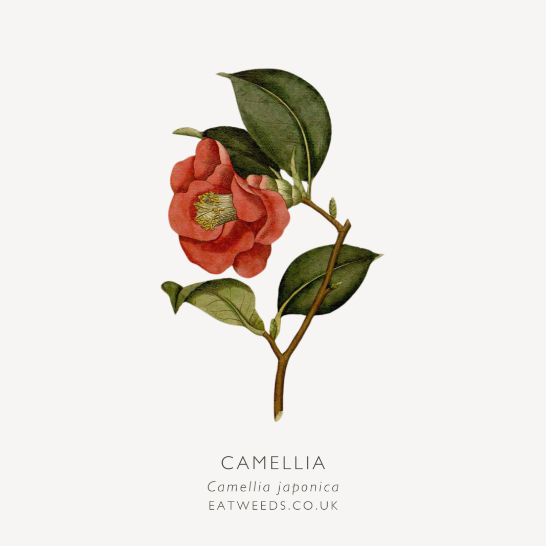 Edible and medicinal uses of Camellia, Camellia japonica