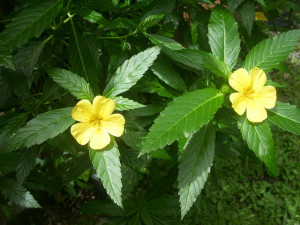 Damiana for a Healthy Sex Drive — Herbal Wisdom Institute