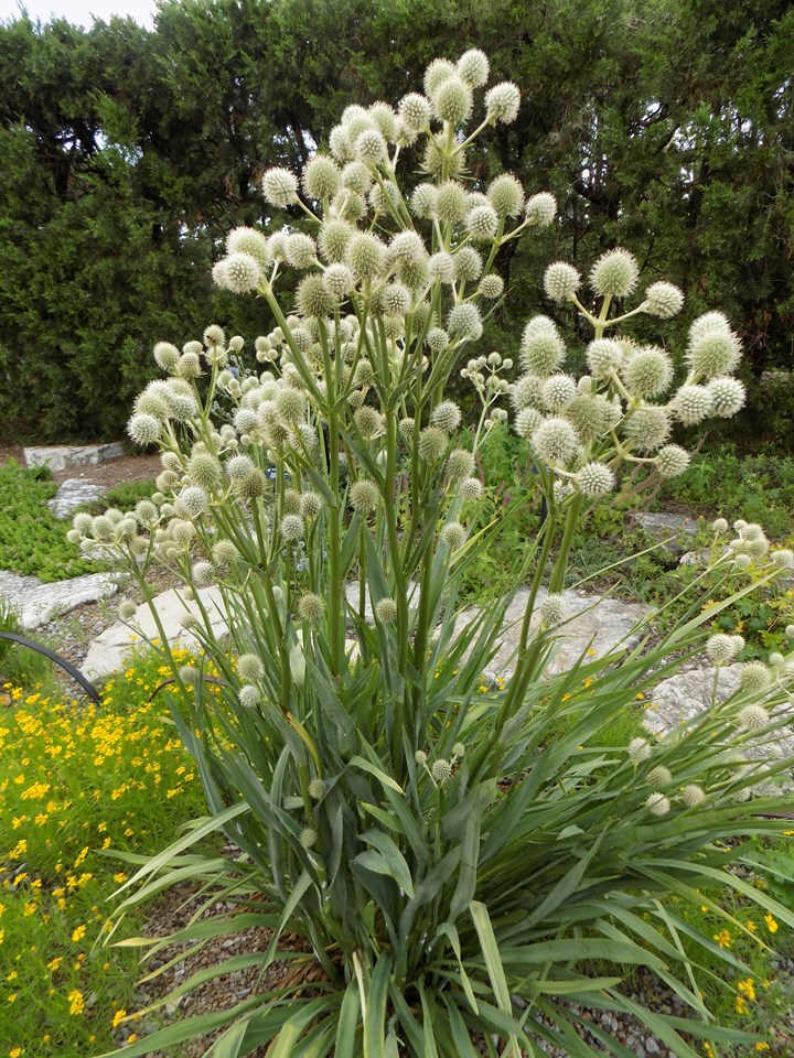 Eryngium yuccifolium – The Herb Society of America Blog