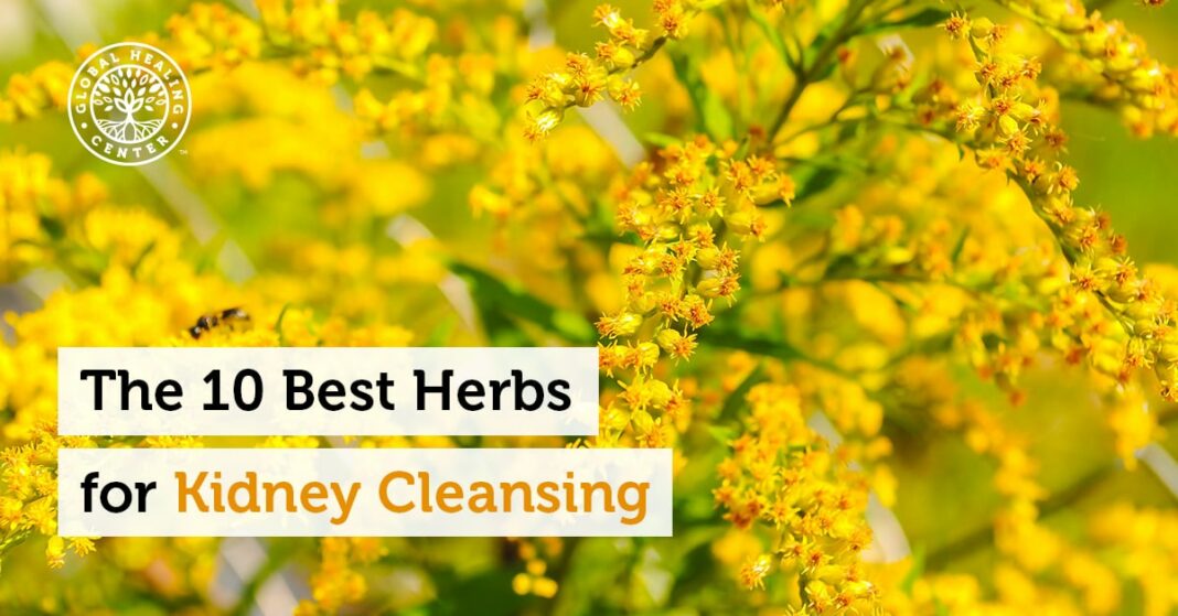 The 10 Best Herbs for Kidney Cleansing