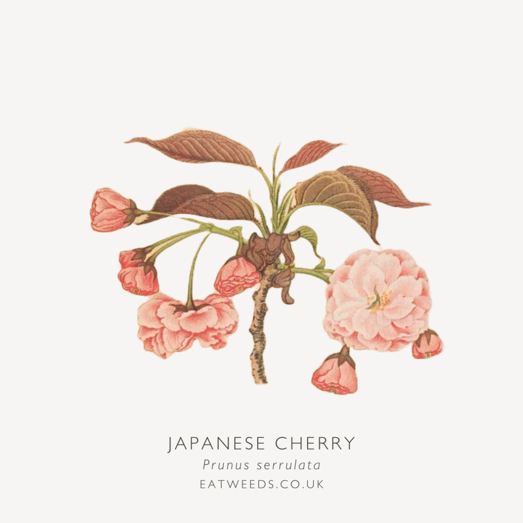 Edible and medicinal uses of Japanese Cherry, Prunus serrulata