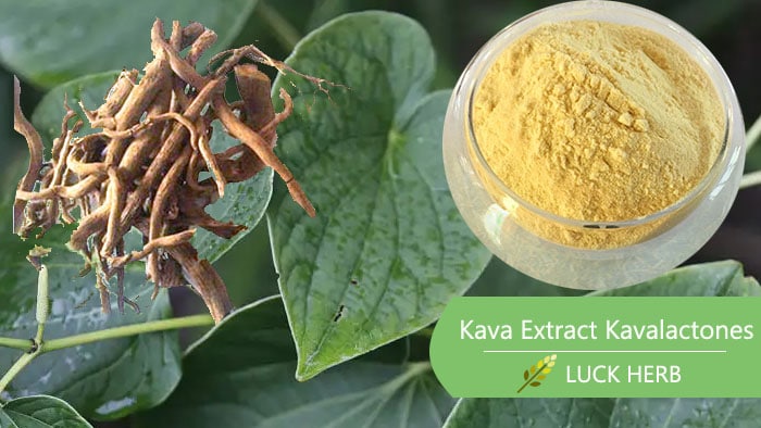 Kava Extract Kavalactones