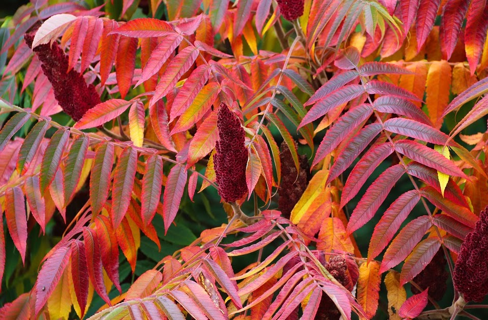 The Essential Herbal Blog: About Sumac