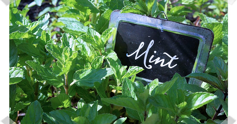 Herbaholic's Herbal Haven: Growing Mint