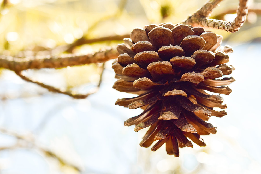 How to Make Pinecone & Bark Tincture + 5 Uses