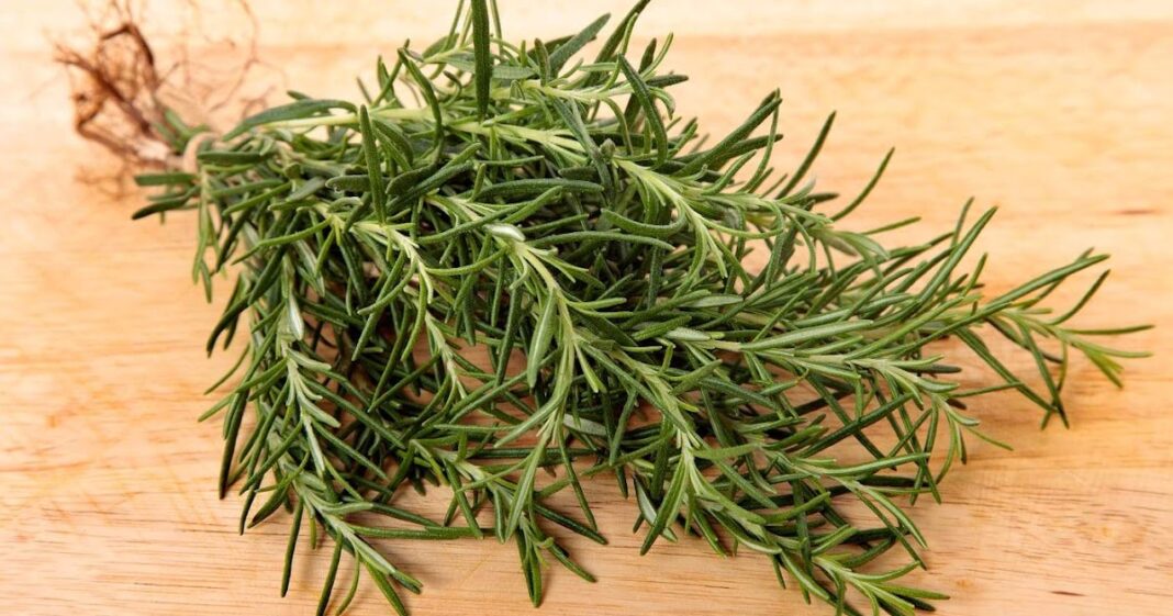 Brain Power and Pain Reliever Rosemary Herbal Remedy