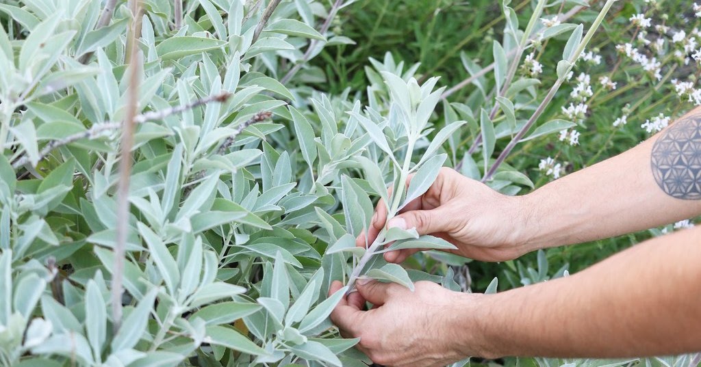 Better Herb News: Sage - Power Herbal Remedy for Dental Abscesses, Blood Sugar and Alzheimer’s