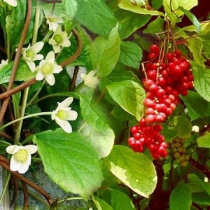 Schisandra Berries as a Natural Remedy — Herbal Wisdom Institute