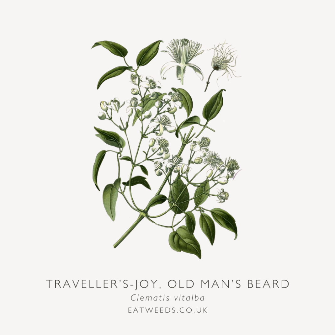Traveller's-joy, Old Man's Beard - A Foraging Guide to Its Food, Medicine and Other Uses