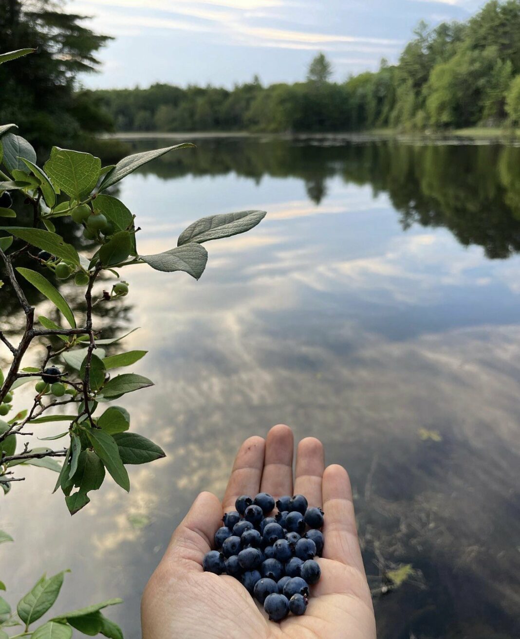 Wild Blueberry & Anise Hyssop Oxymel — Milk & Honey Herbs