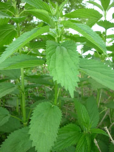 Why You Should Give Nettles a Try!